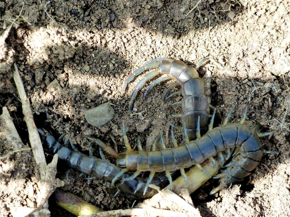 Coppia di Scolopendra oraniensis